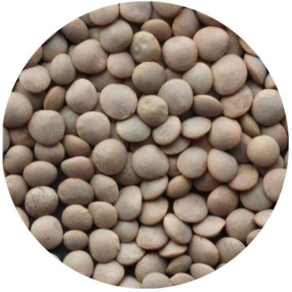 Lentilles Blondes 6mm