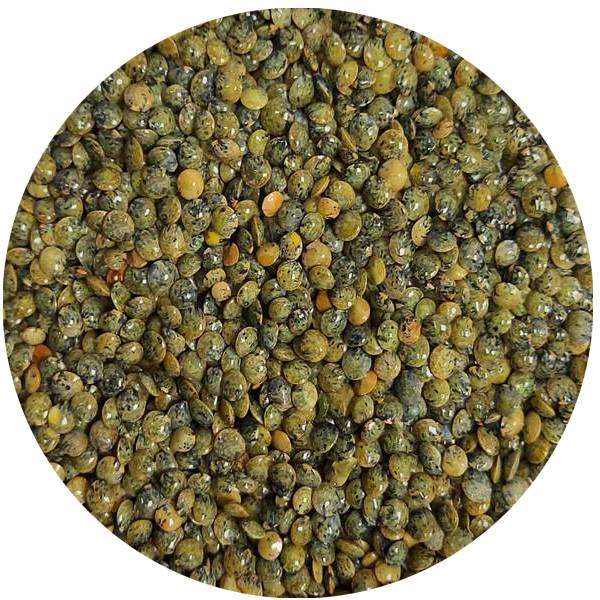 Lentilles Vertes