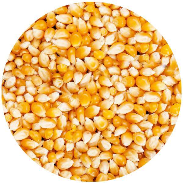Maïs Pop Corn 1kg