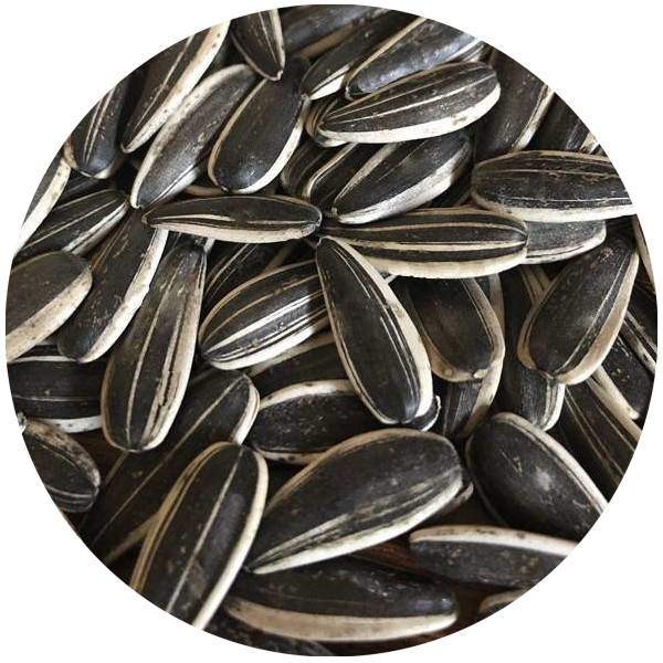 Pépites De Tournesol