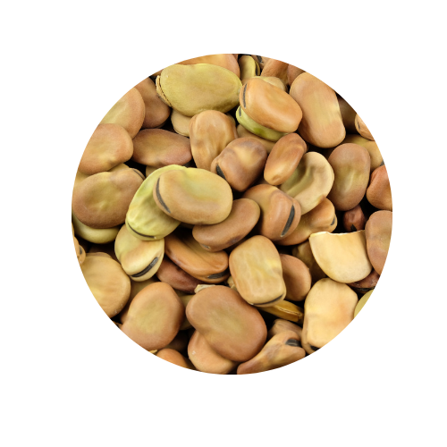 Fèves de Tunisie 800gr